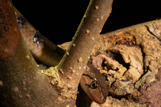 Sinharaja Rainforest Day Tour By Rainforest Expedition - Timing, private groups, and the walking effort