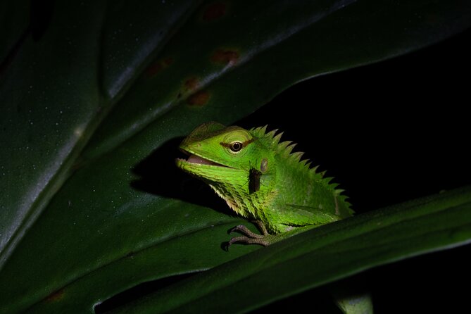 Sinharaja Rainforest Day Tour By Rainforest Expedition - Wildlife watching with a sharp-eyed naturalist