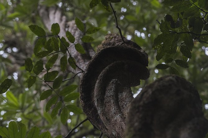 Sinharaja' rainforest - Discovery Tour (half day) - Leeches, rain, and what to wear