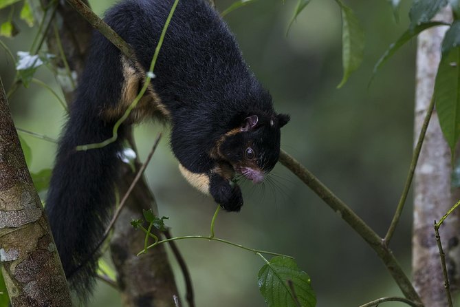 Sinharaja' rainforest - Discovery Tour (half day) - Lunch after the forest walk