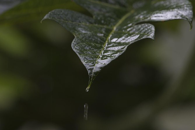 Sinharaja' rainforest - Discovery Tour (half day) - The optional tea plantation visit