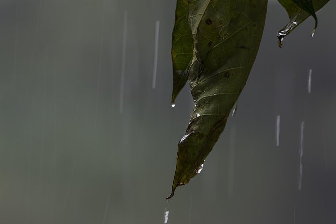 Sinharaja' rainforest - Discovery Tour (half day) - What the strong rating tells you