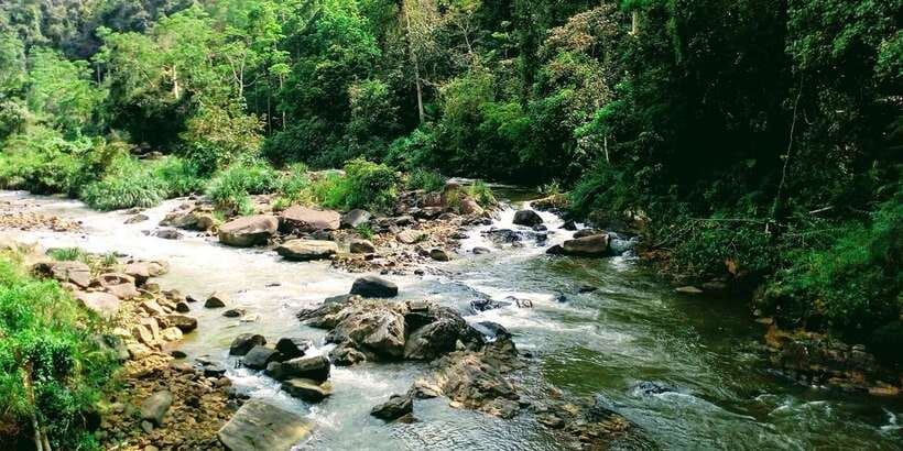 Sinharaja Rainforest Private & Customize Tour - Useful preparation for the forest