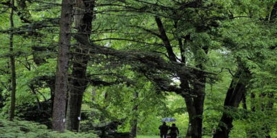 Sinharaja Rainforest Private & Customize Tour