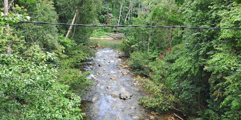 Sinharaja Rainforest Tour - Who should book this rainforest outing