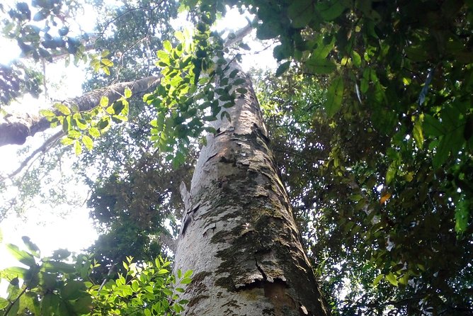 Sinharaja Rainforest Tour - Walking through one of Sri Lanka’s last virgin rainforests