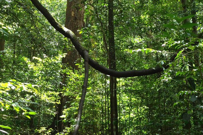 Sinharaja Rainforest Trekking Private Day Trip with Local Lunch - The waterfall and the narrow jungle path