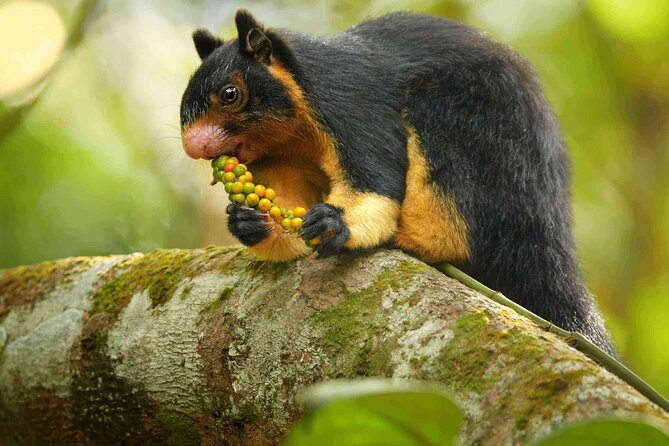 Sinharaja Rainforest Trekking Private Day Trip with Local Lunch - Leech socks are a small feature with real value