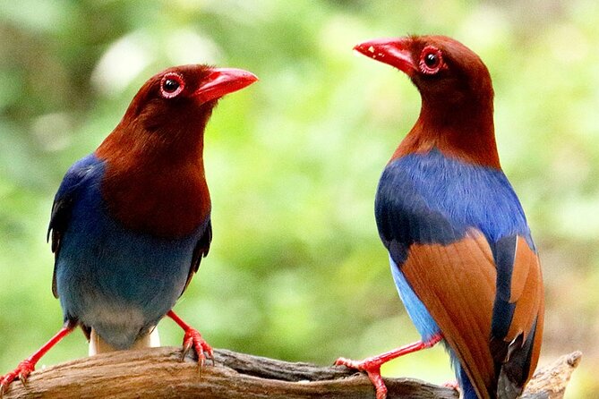 Sinharaja Rainforest Trekking Private Day Trip with Local Lunch - Who will enjoy this trip most?