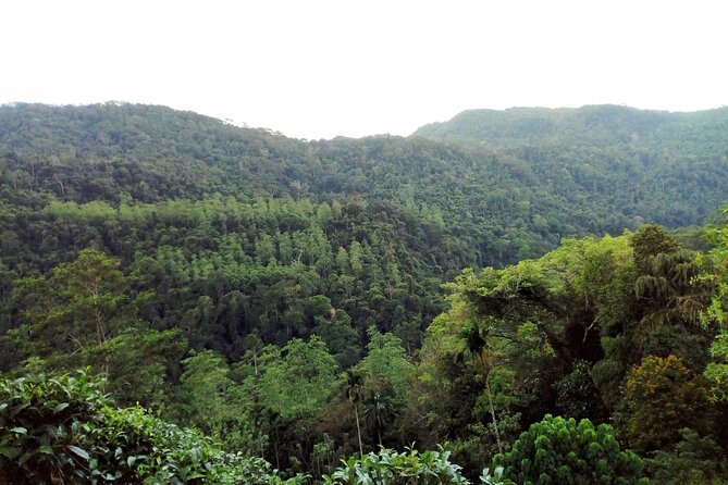 Sinharaja Rainforest & Udawalawe Safari - 2 Days, All Inclusive - Overnight in Udawalawe