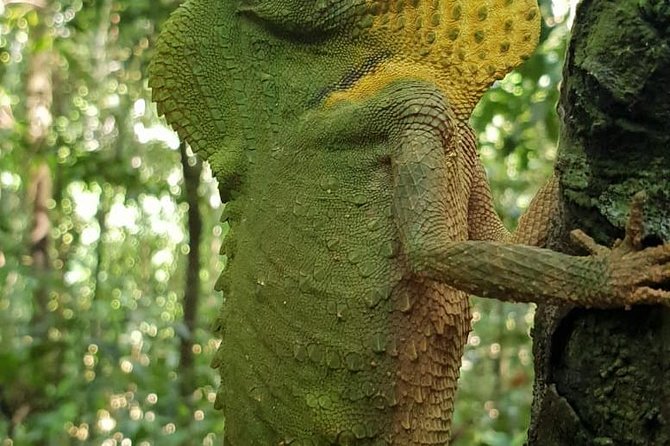 Sinharaja Short tour with 5 waterfalls tour or Adventure tour - What the private guide adds to the rainforest walk