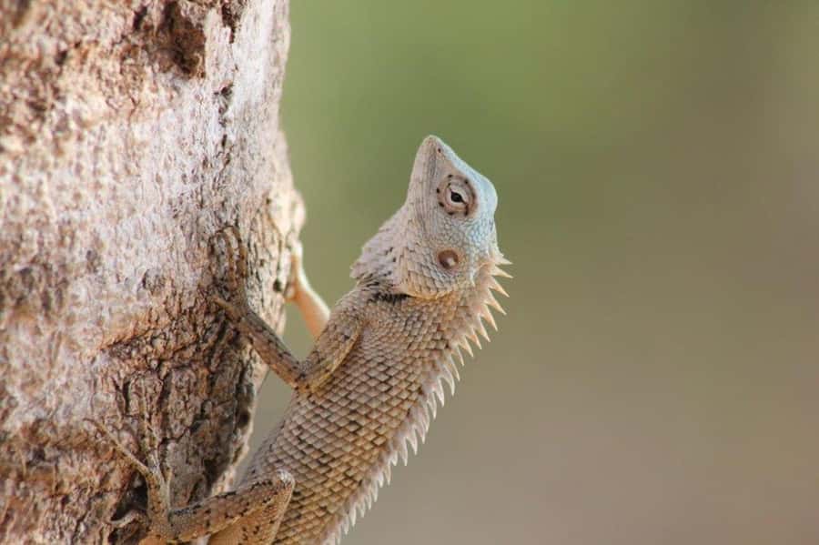 SKIP THE LINE - YALA SAFARI TOUR - Incl. ENTRY TICKETS - Patanangala and the 30-minute pause