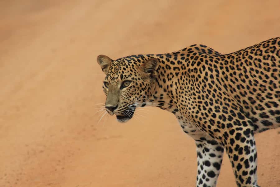 SKIP THE LINE - YALA SAFARI TOUR - Incl. ENTRY TICKETS - Pickup, jeep, and the first 30 minutes