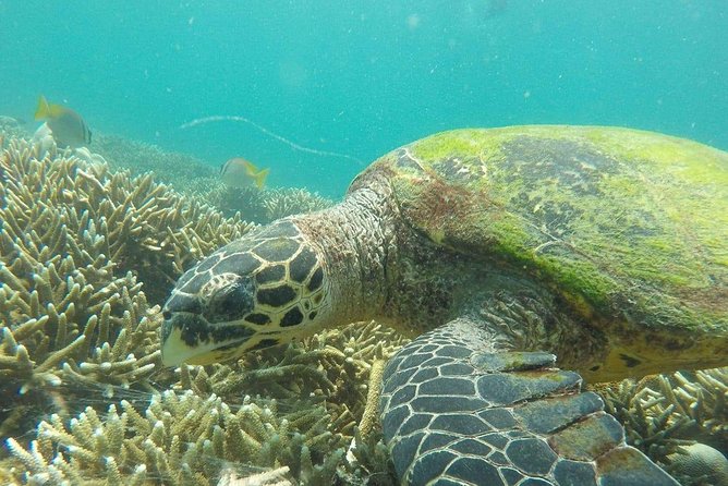 Snorkeling at Pigeon Island - Key points to know before you book