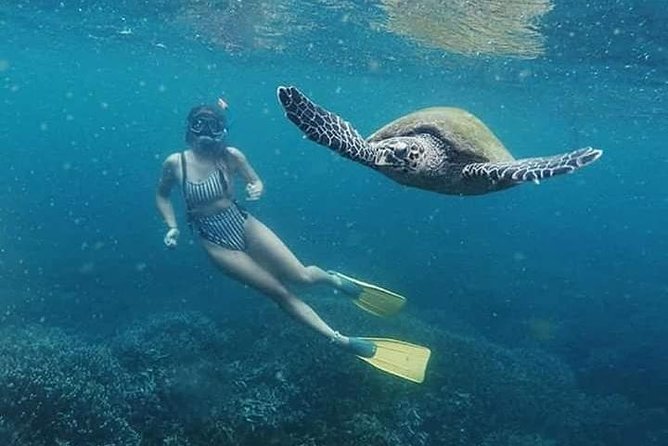 Snorkeling at Pigeon Island - Fish, coral, and the animals you might see