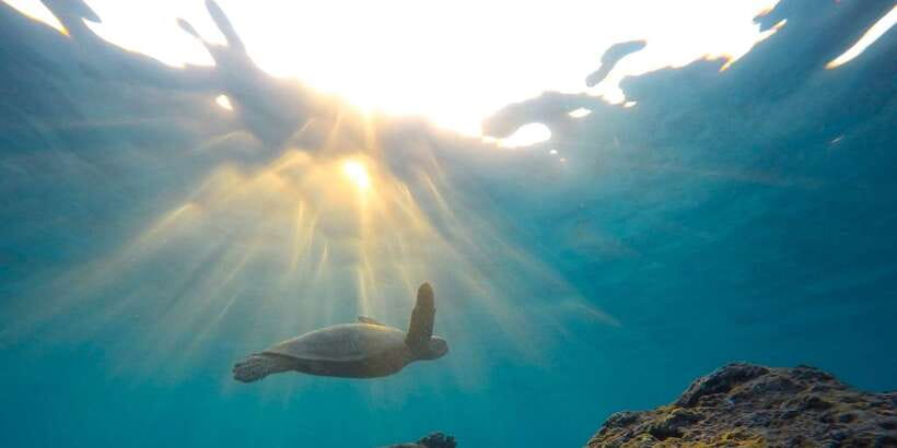 Snorkeling in Hikkaduwa - What the Hikkaduwa session is really like
