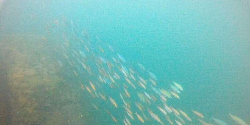Snorkeling in Hikkaduwa - Why the small group matters