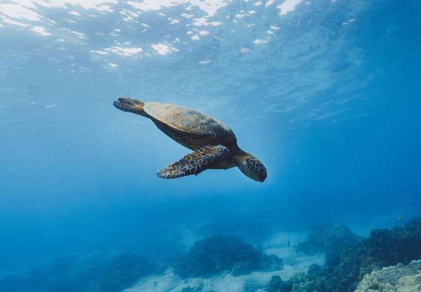Snorkeling in Unawatuna - Equipment, Training, and Safety