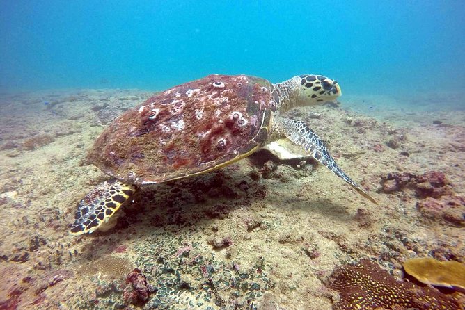 Snorkeling On Beautiful Rock Island - Unawatuna by Boat - What You May See Around Rock Island