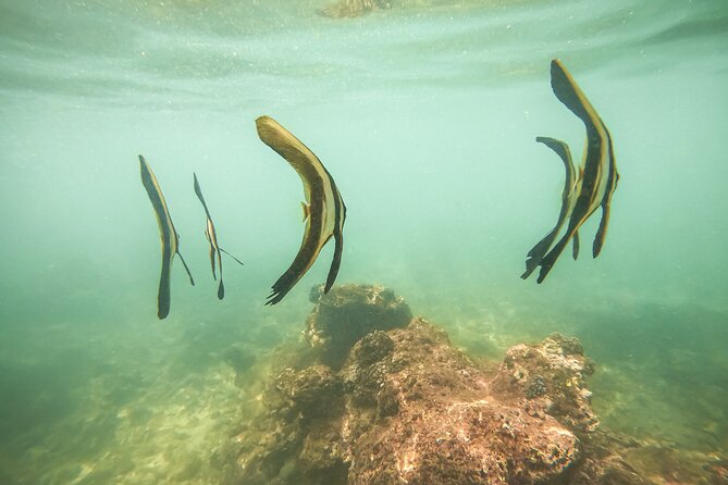 Snorkeling On Beautiful Rock Island - Unawatuna by Boat - The Main Drawback: Marine Life Is Not Guaranteed