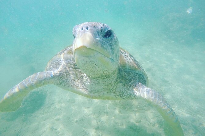 Snorkeling On Beautiful Rock Island - Unawatuna by Boat - Starting at Unawatuna Beach and the Snorkeling Center
