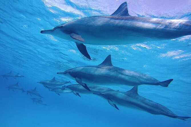 Snorkeling Safari in Mirissa - Key points at a glance