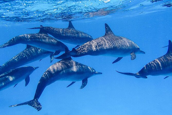 Snorkeling Safari in Mirissa - What this Mirissa safari is really about