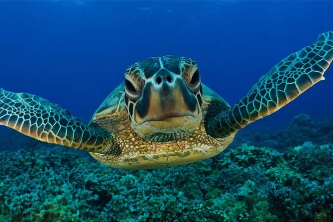 Snorkeling Safari in Mirissa - Practical questions to settle before booking