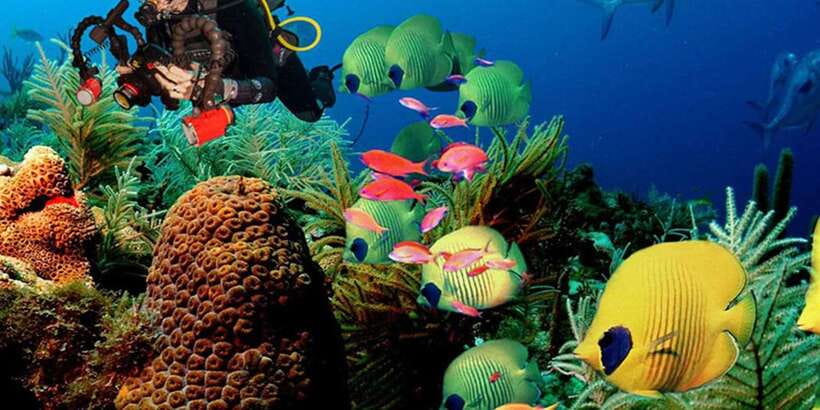 Snorkeling Trip from Polhena Beach, Matara, Sri Lanka - Key points to know before you book