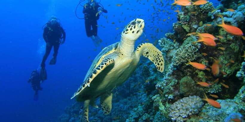 Snorkeling Trip from Polhena Beach, Matara, Sri Lanka - FAQ