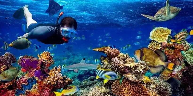 Snorkeling Trip from Polhena Beach, Matara, Sri Lanka - Practical advice for a smoother visit