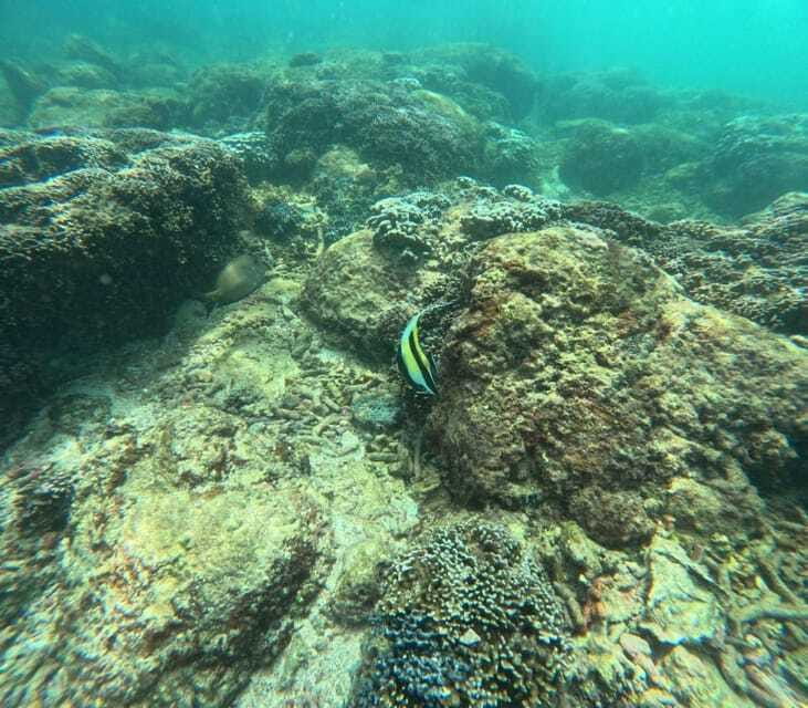 Snorkeling Trip To Angel Rock - Is $22 good value?