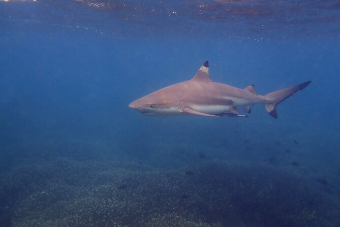 Snorkeling Trip to Pigeon Island - What the family-friendly format gets right