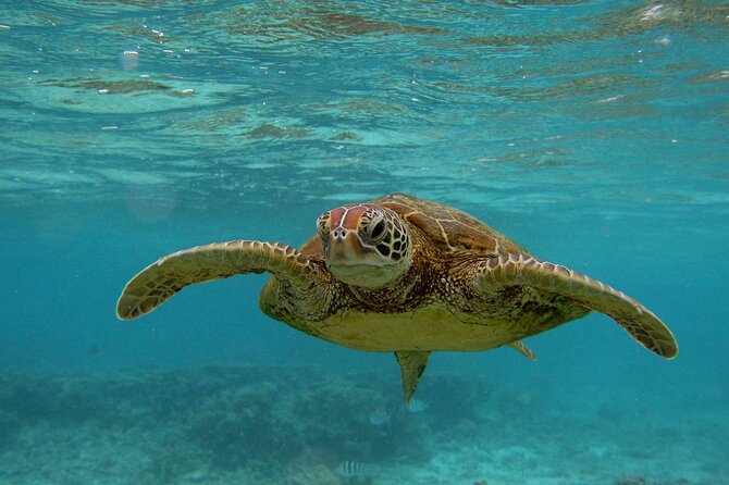 Snorkeling with Sea Turtles in Mirissa (Pickup and Drop included) - What the Mirissa morning actually involves