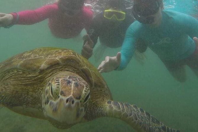 Snorkeling with Sea Turtles in Mirissa (Pickup and Drop included) - The real problem: too many people around too few turtles