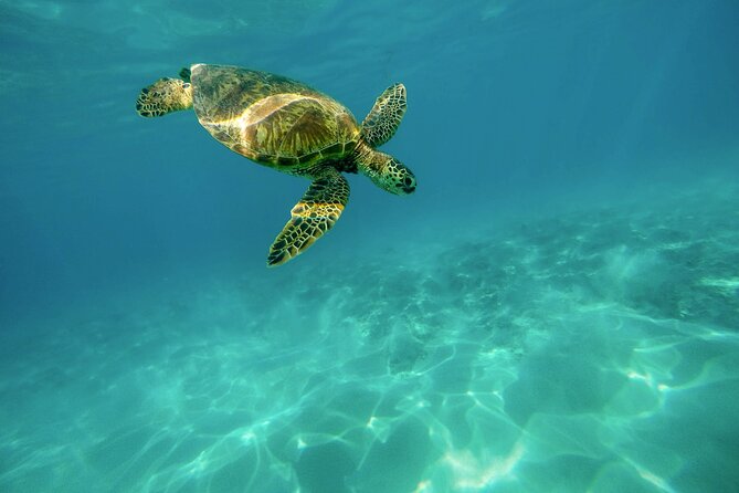 Snorkeling with Sea Turtles in Mirissa (Pickup and Drop included) - Is $45 good value from Galle?