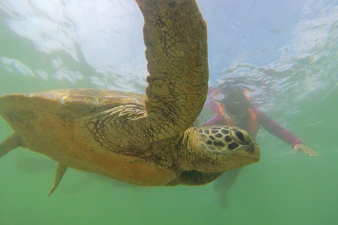 Snorkeling with Sea Turtles in Mirissa (Pickup and Drop included) - Swimming with turtles under Aja’s direction