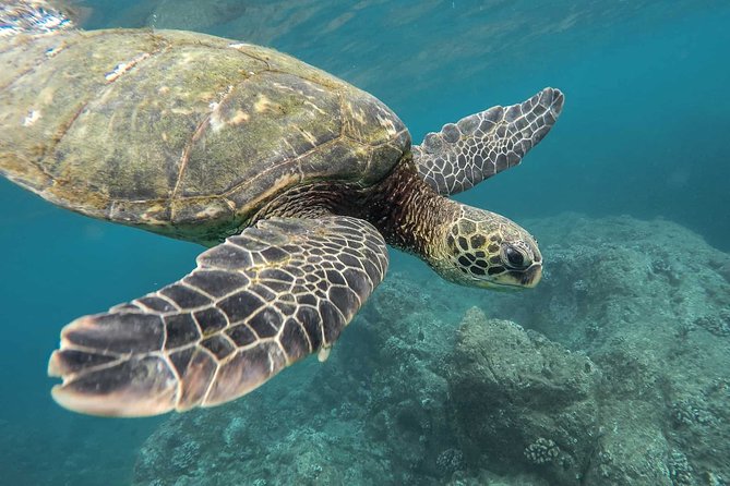 Snorkeling with Turtles in Mirissa - Key points to know before you go