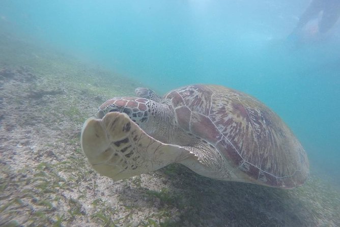 Snorkeling with Turtles in Mirissa - Walking from Araliya restaurant to Parrot Rock