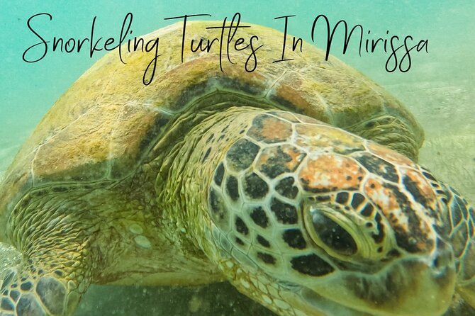 Snorkeling with Turtles in Mirissa - Respectful turtle watching and reef care