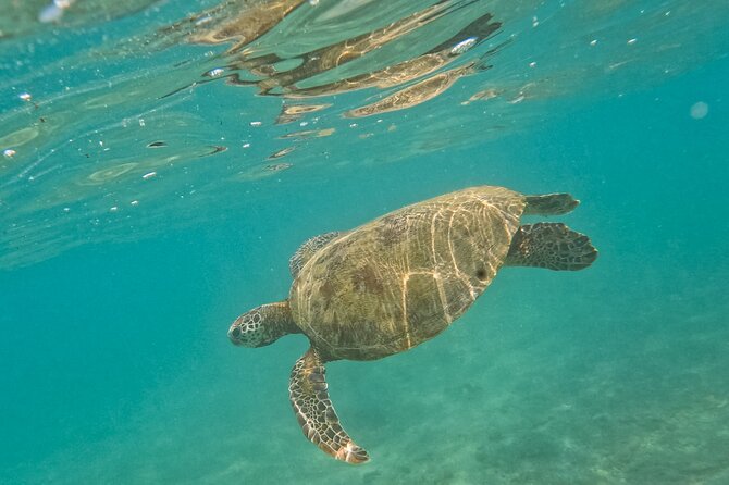 Snorkeling with Turtles in Mirissa - Who should book this Mirissa snorkeling trip?