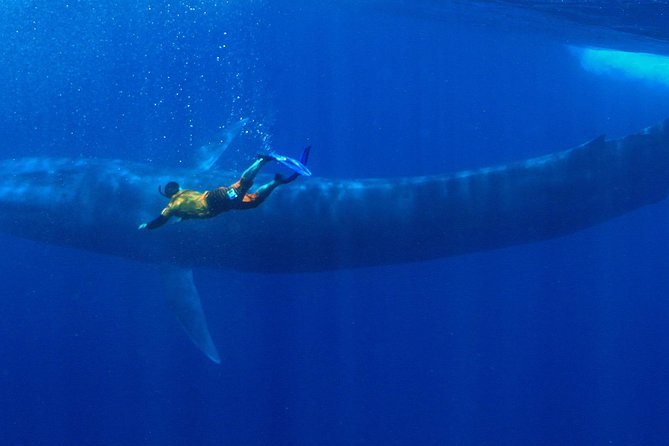 Snorkeling with Whales in Mirissa - The Details That Matter Most