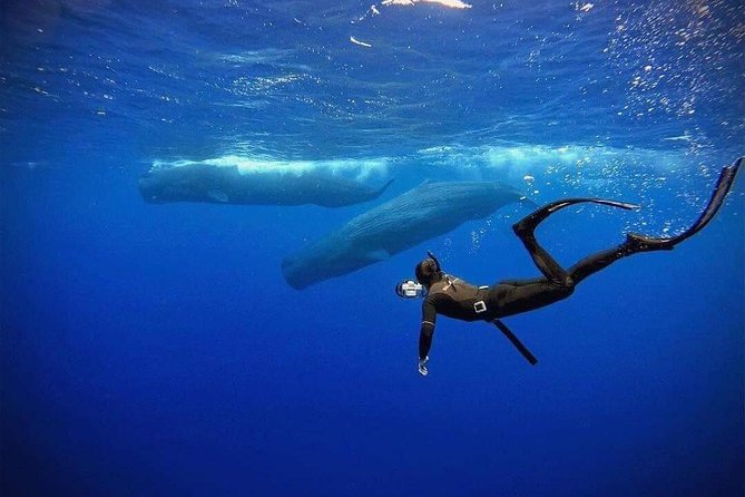 Snorkeling with Whales in Mirissa - Leaving Mirissa Beach in a Small Group