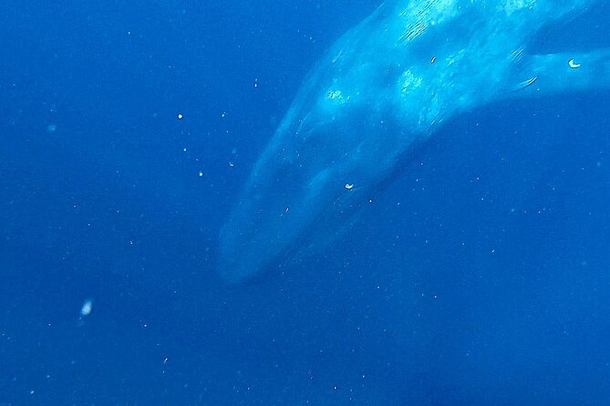 Snorkeling with Whales in Mirissa - Timing Is Flexible, So Confirm It Directly