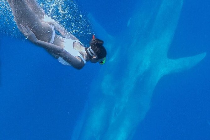 Snorkeling with Whales in Mirissa - Is $348.72 Good Value?