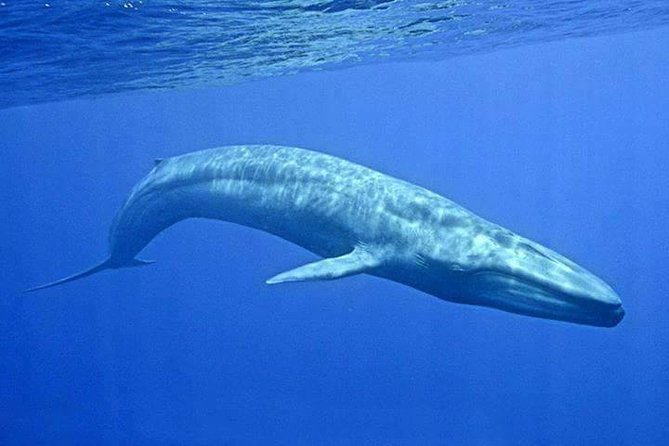 Snorkeling with Whales in Mirissa - Searching for Blue Whales Off Mirissa