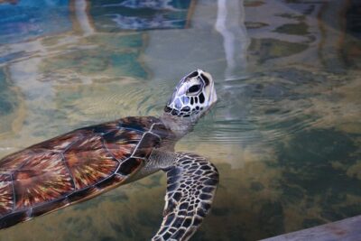 Southern Sri Lanka Sightseeing Day Trip From Colombo & Negombo