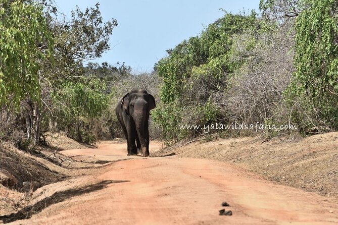 Special Leopard Safari Tour in Yala National Park by Malith & the team - Key Things to Know Before You Book