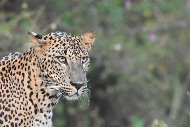 Special Leopard Safari Tour in Yala National Park by Malith & the team - Why the Pre-Dawn Start Matters at Yala