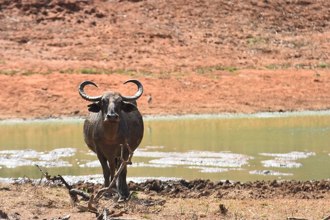 Special Leopard Safari Tour in Yala National Park by Malith & the team - A Small Jeep Group Makes a Difference